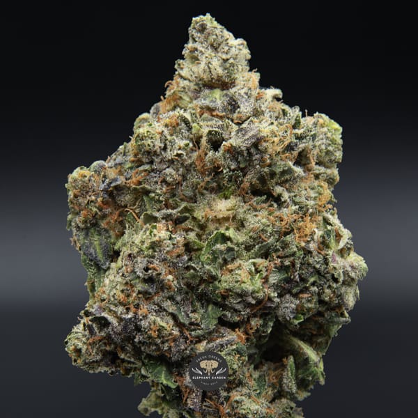 Platinum Kush zoomed bud from Elephant Garden March 2026