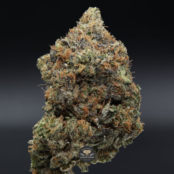 Single bud of el chapo from Elephant Garden March 20206