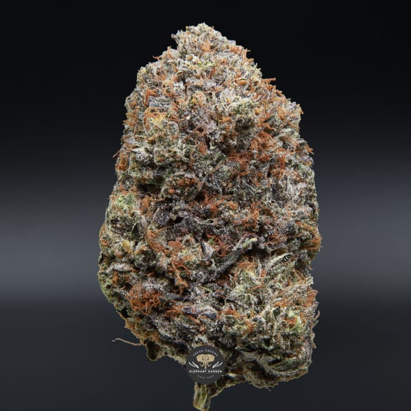 All Gas OG Elephant Garden April 2026