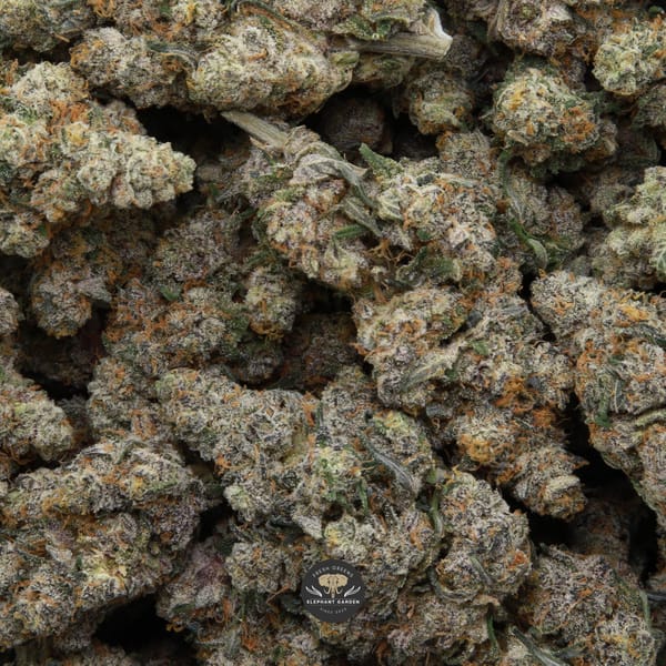 Bag of Sunset Sherbert Elephant Garden