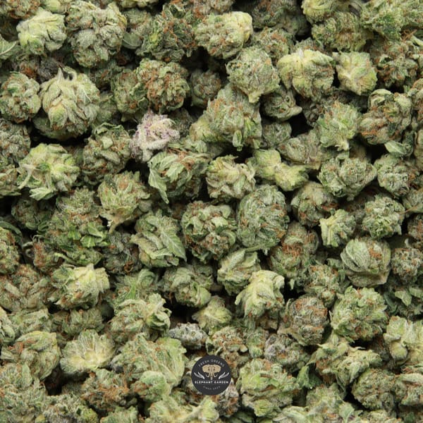 Bubba OG Elephant Garden April 2026