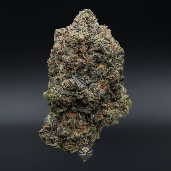 Death master april 2026 elephant garden