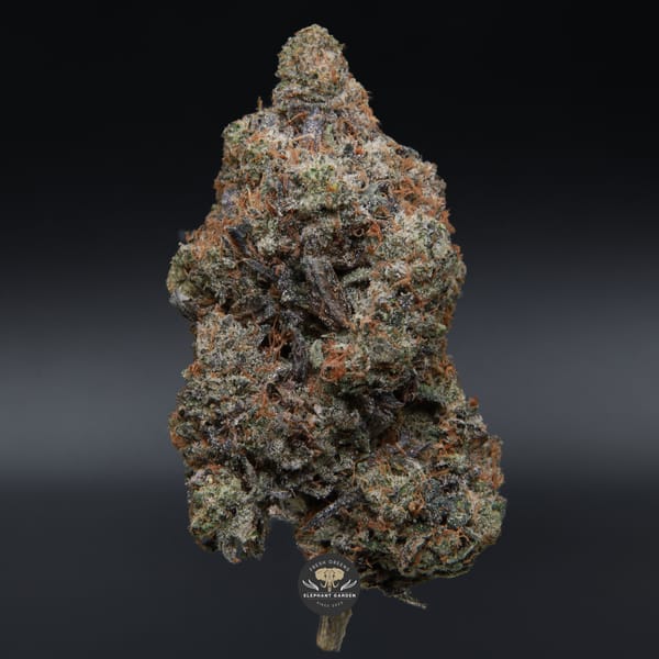 El Jefe close up elephant garden april 2026