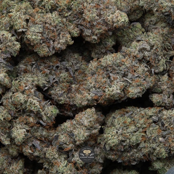 El Jefe elephant garden april 2026