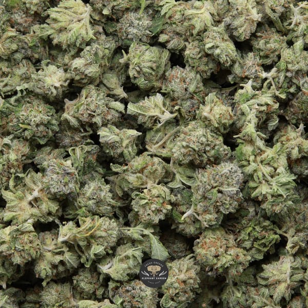 Motor Breath Popcorn Elephant Garden April 2026