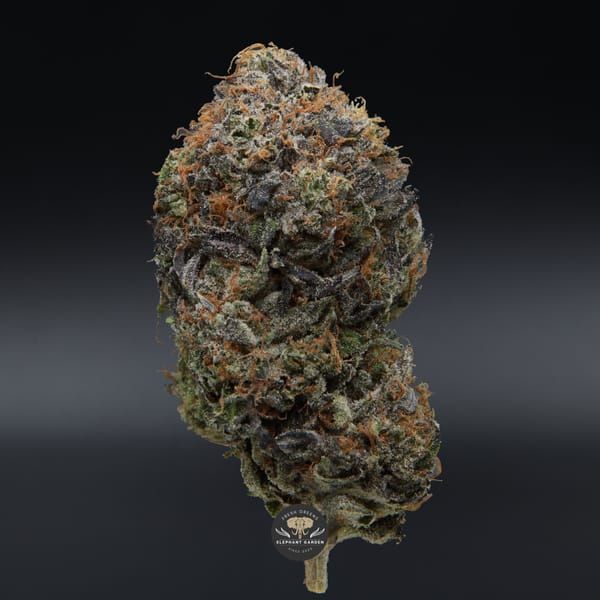 Pink Death bud elephant garden april 2026