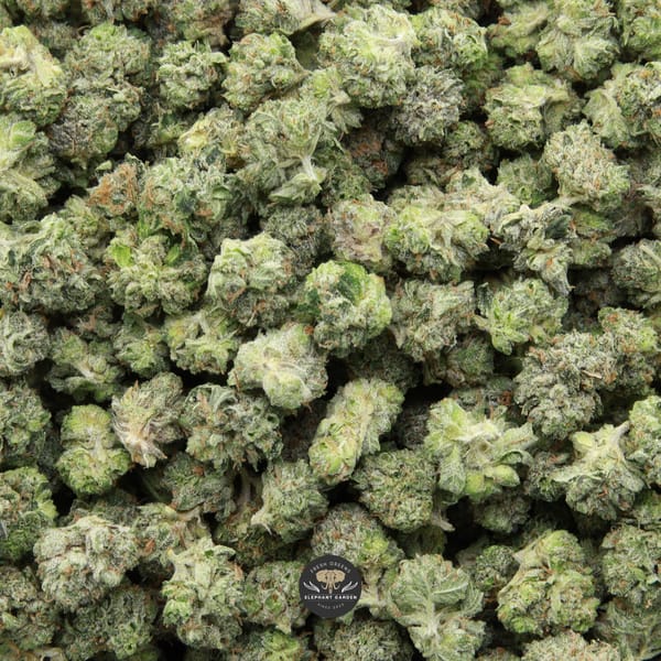 Pink Kush Popcorn Elephant Garden April 2026