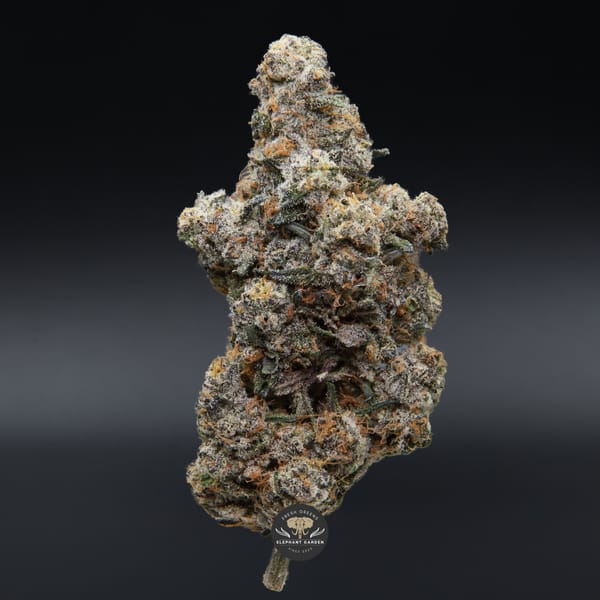 Sunset Sherbert Elephant Garden April 2026