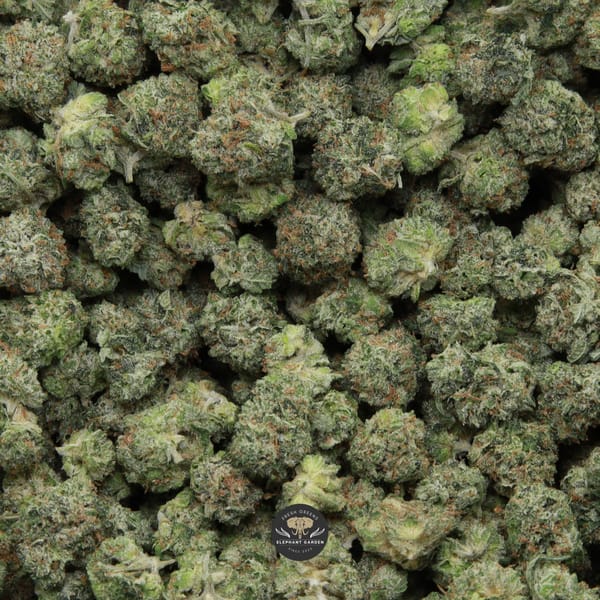 White Death Popcorn Elephant Garden April 2026