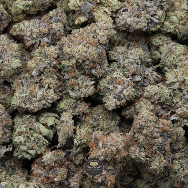 bag of death walker april 2026 elephant garden