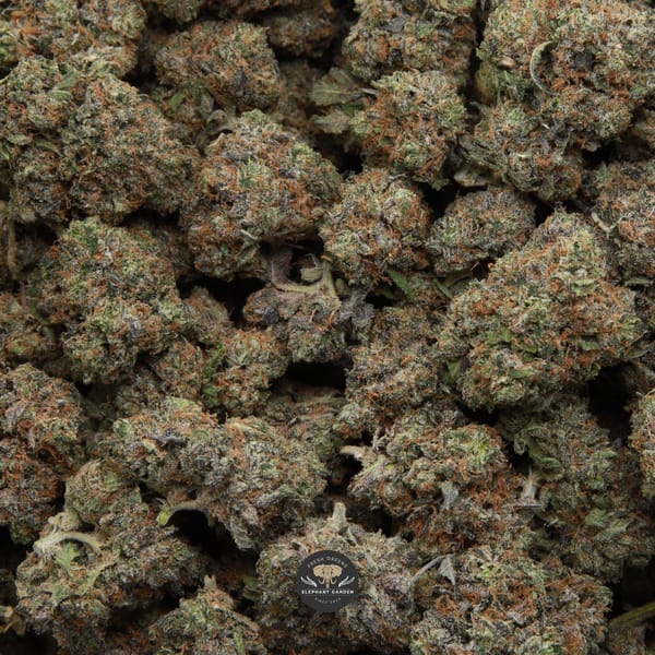 pine tar elephant garden april 2026