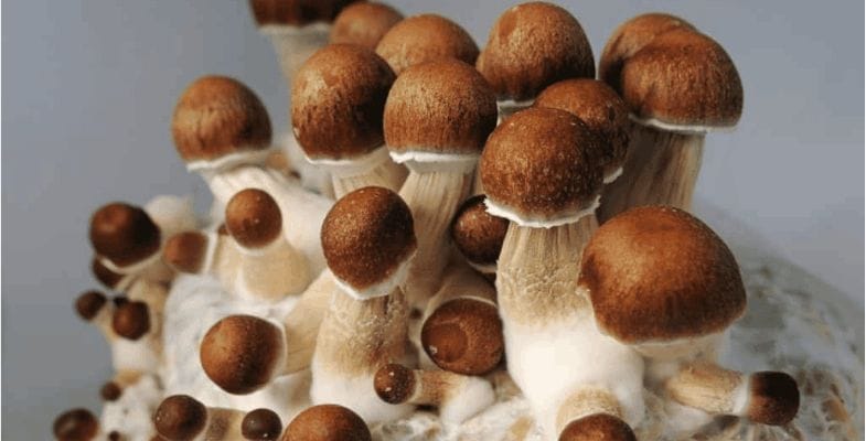 Finally, we've reached the most anticipated part of our Penis Envy Mushrooms review - the benefits!