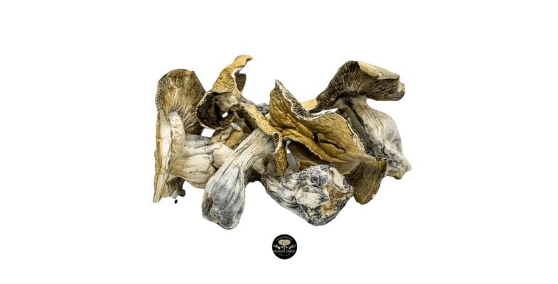 Makilla Gorilla is a top-shelf mushroom strain that is craved like the last slice of pizza at a party, both by psychedelic connoisseurs and greenhorn growers.  