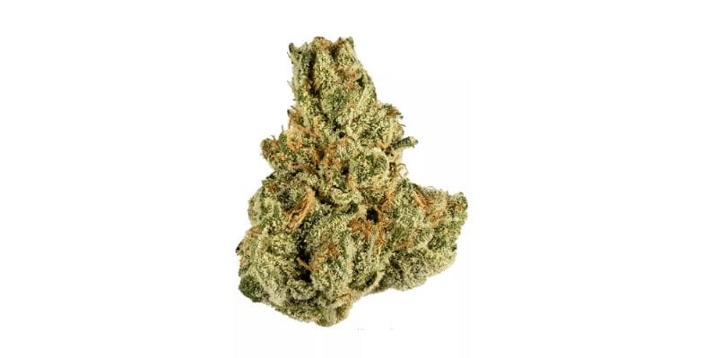 That said, if you secure your Tropicana strain from a reputable online dispensary, you might even find this THC percentage climbing higher.