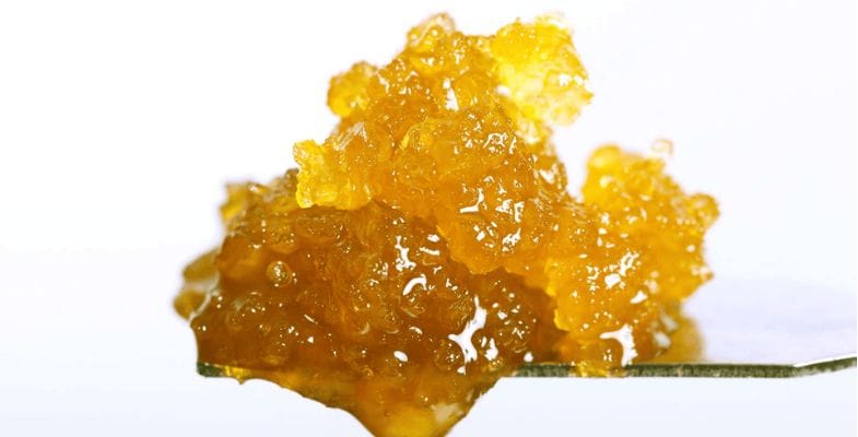 As soon as the cannabis plants are harvested, they are immediately frozen to preserve their delicate and volatile compounds.