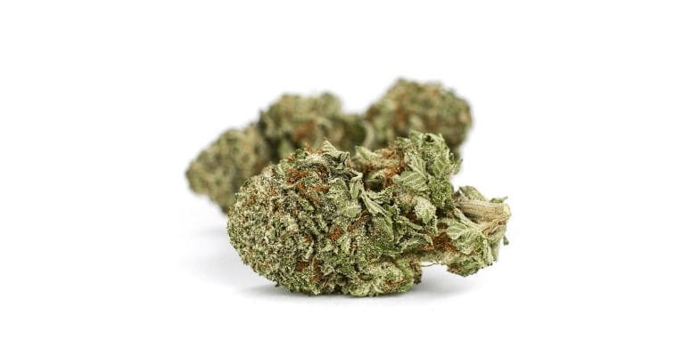 Though the exact breeder and genetic lineage remain shrouded in secrecy, it is widely believed to have originated in Canada.