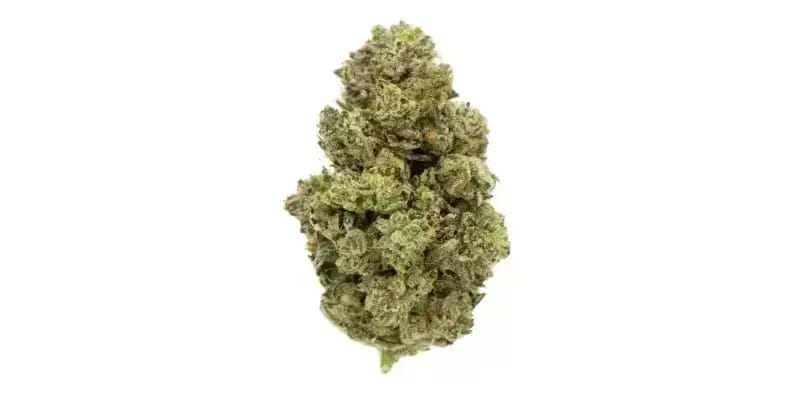 The flavour profile of the Tuna Rockstar strain is a captivating journey for the palate, offering a multi-layered experience that stands out even in the diverse world of cannabis.  