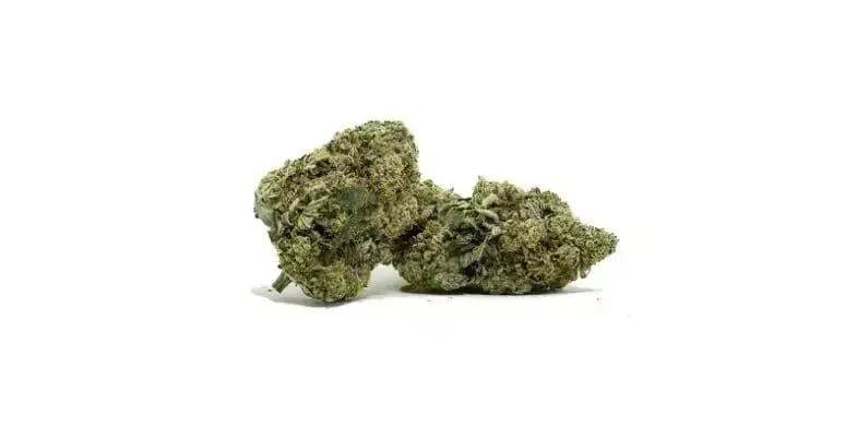 The Tuna Rockstar strain stands as a testament to the intricate art of cannabis breeding.  