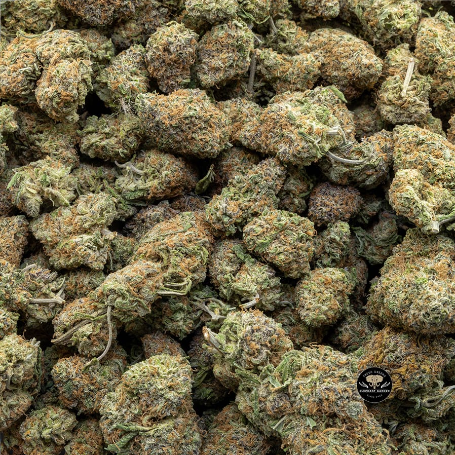 Buy Gelato (Bulk) at Elephant Garden Co Weed Dispensary Bulk 1 20 2024