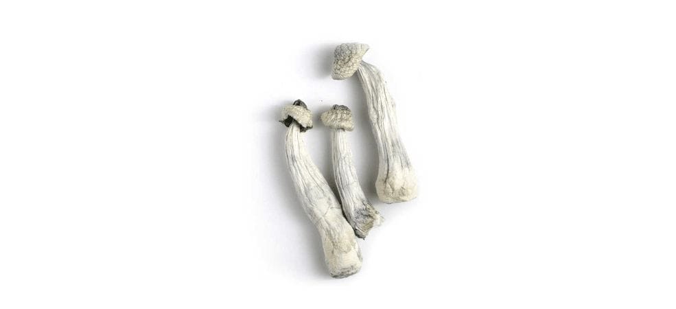 The Penis Envy shrooms have a scandalous name and even more intense psychedelic effects. Itâ€™s true, a mind-bending and magical experience awaits those bold enough to take the first step!