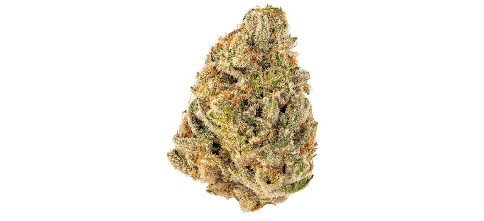 the Tropicana Strain