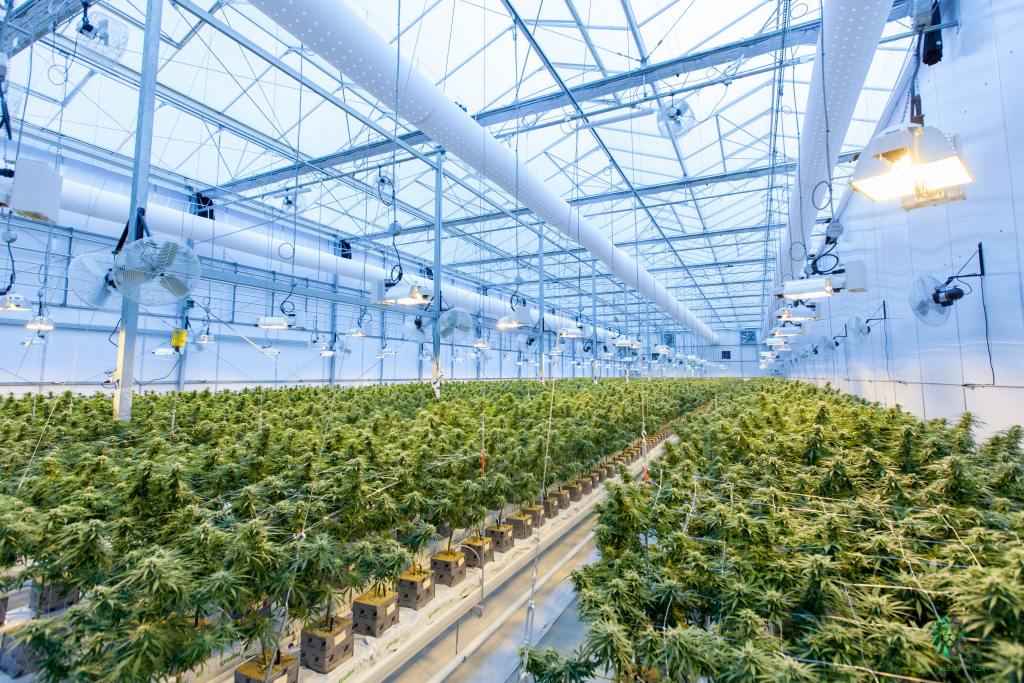 Sourcing High Quality Cannabis at Elephant Garden Co