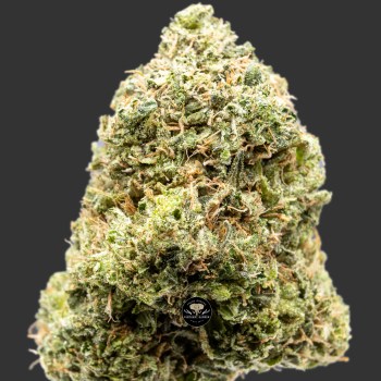 Buy Gas Mask at Elephant Garden Co Weed Dispensary Close 2 9.27.2023