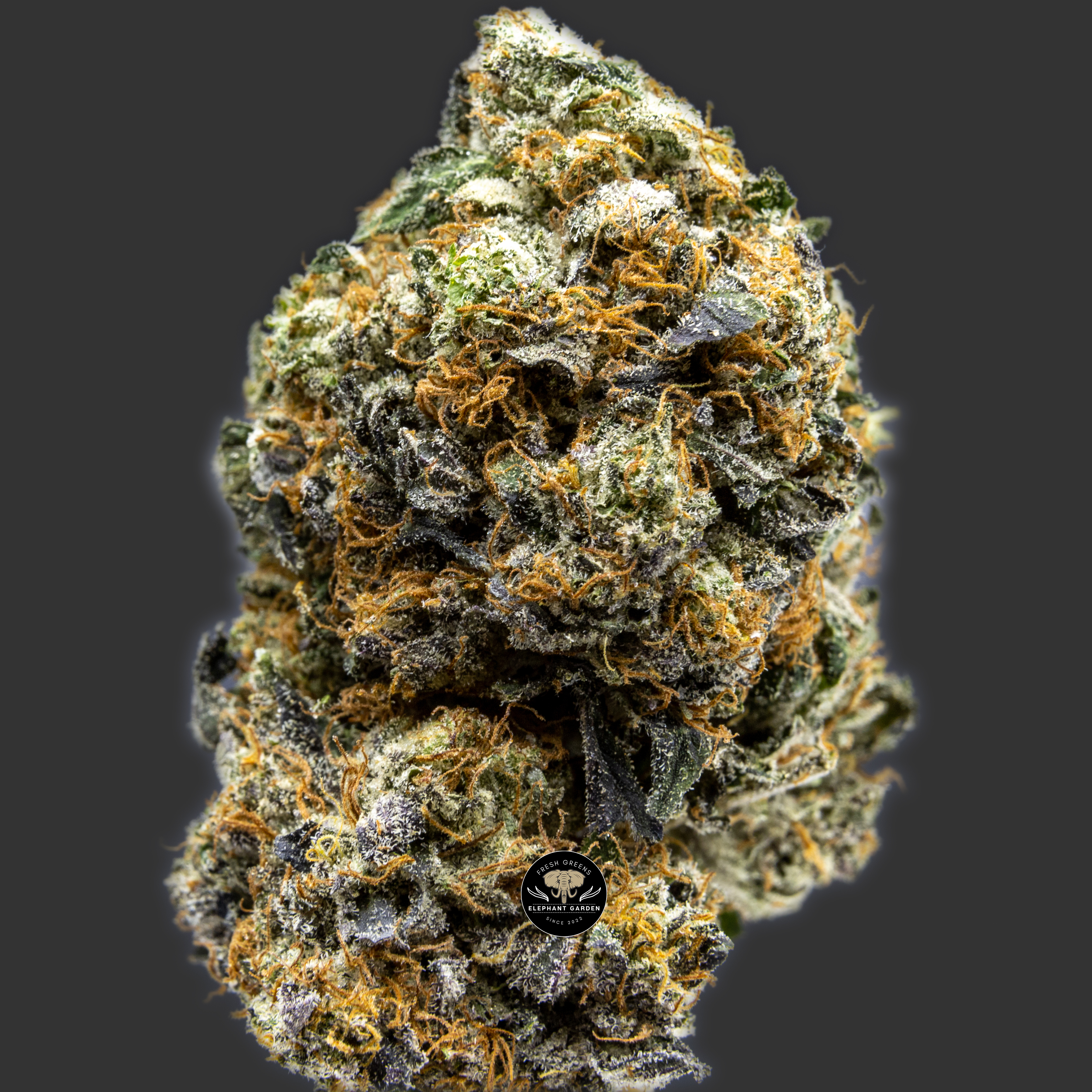 Buy Critical Kush at Elephant Garden Co Weed Dispensary Online Canada Close