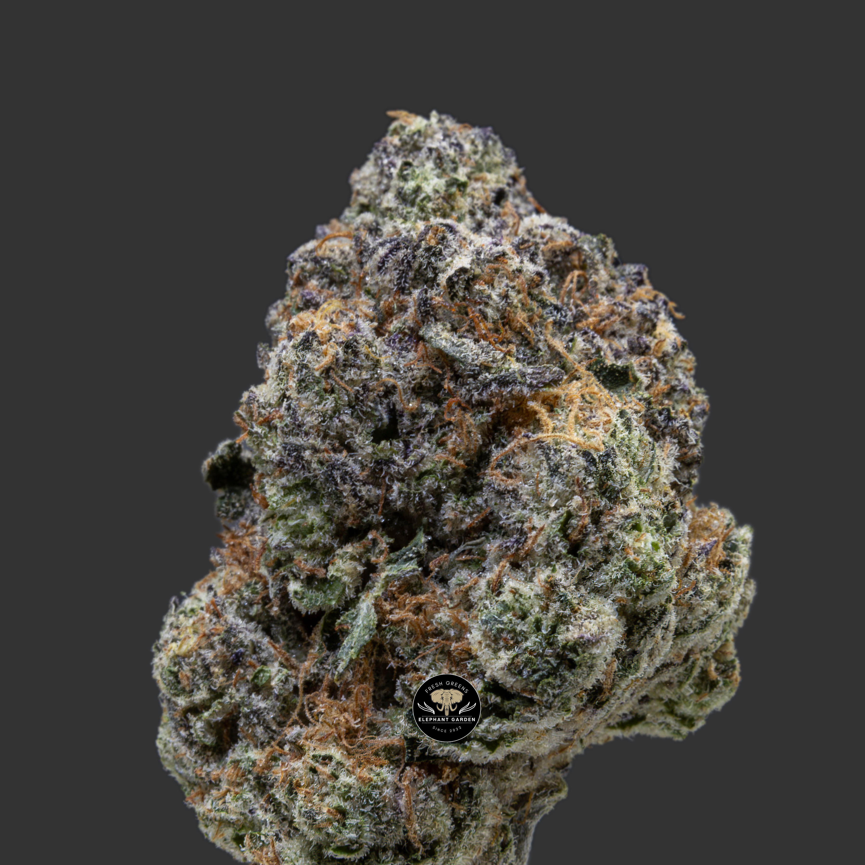 Buy Gas Berry at Elephant Garden Co Weed Dispensary Close 10_30_2023 2