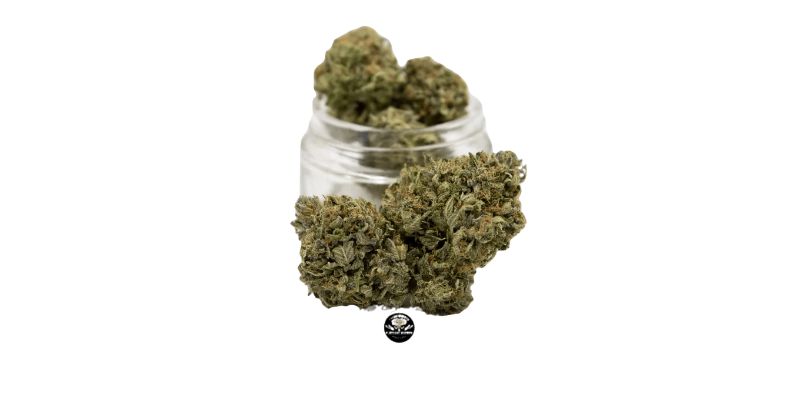 The MK Ultra is an exclusive Indica strain that you can only find from reputable sources like Elephant Garden, the best Canadian online dispensary. 