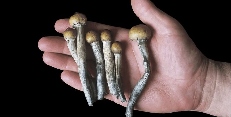Where To Buy Potent Magic Mushrooms Online?