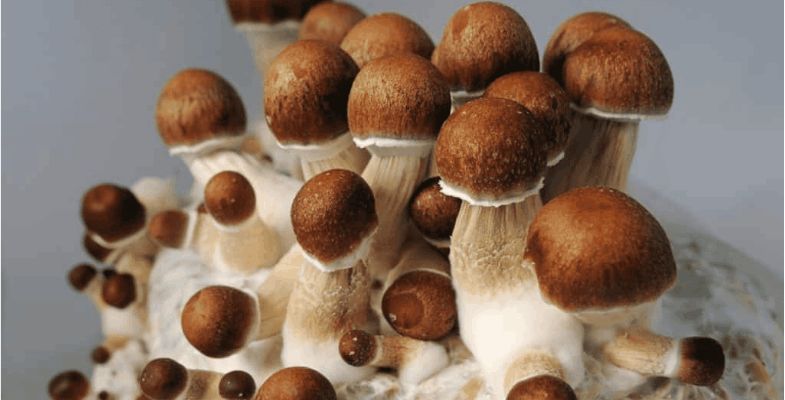 Elevate Your Mind: 10 Key Perks of Buying Penis Envy Shrooms Online in Canada
