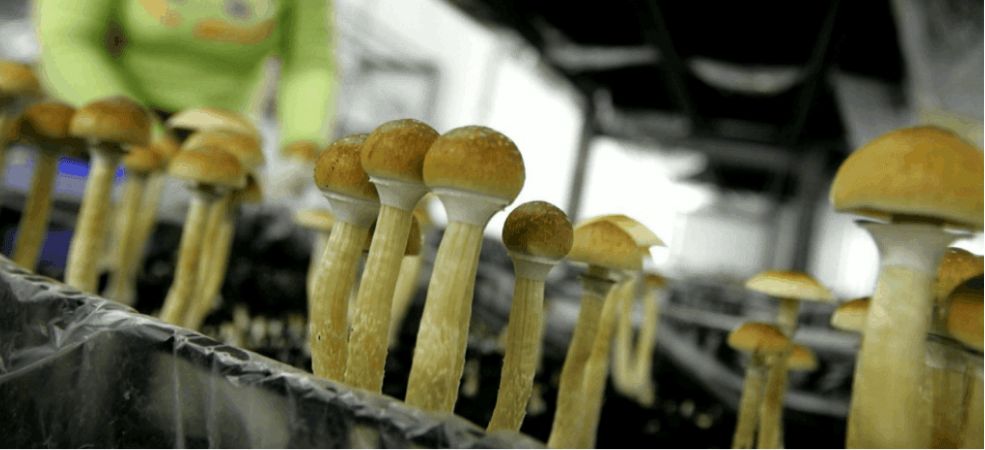 Shrooms Online in Canada
