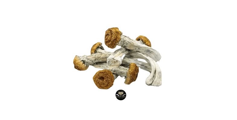 Now, if you want to try an excellent alternative to the Penis Envy shrooms, these are for you! But what makes the Trinity mushrooms different? 