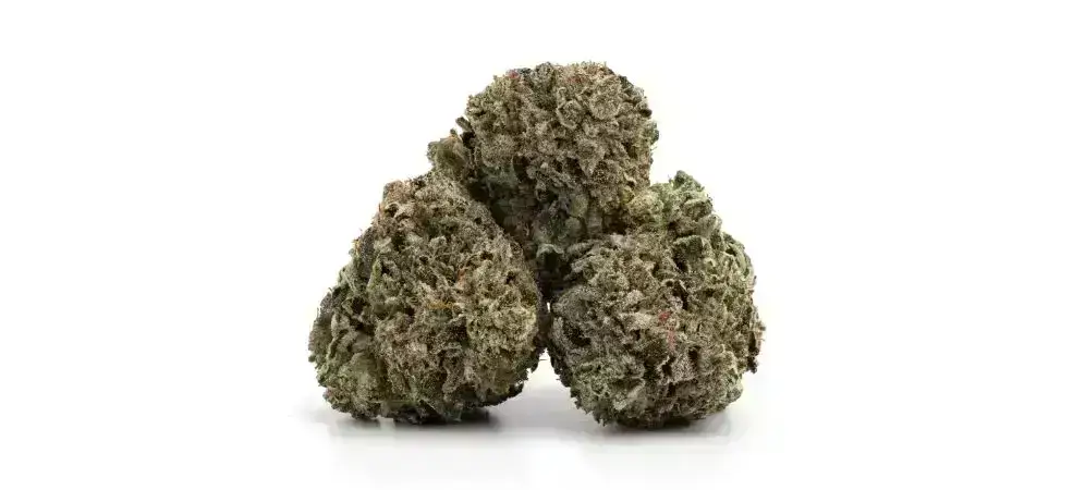 Uncover the brilliantly flavourful world of the Tuna Rockstar strain and the range of effects it has to offer with our comprehensive strain review.