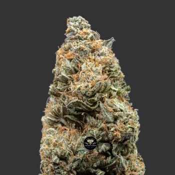 Buy Bubba's Gift at Elephant Garden Co Weed Dispensary Close 10_16_2023