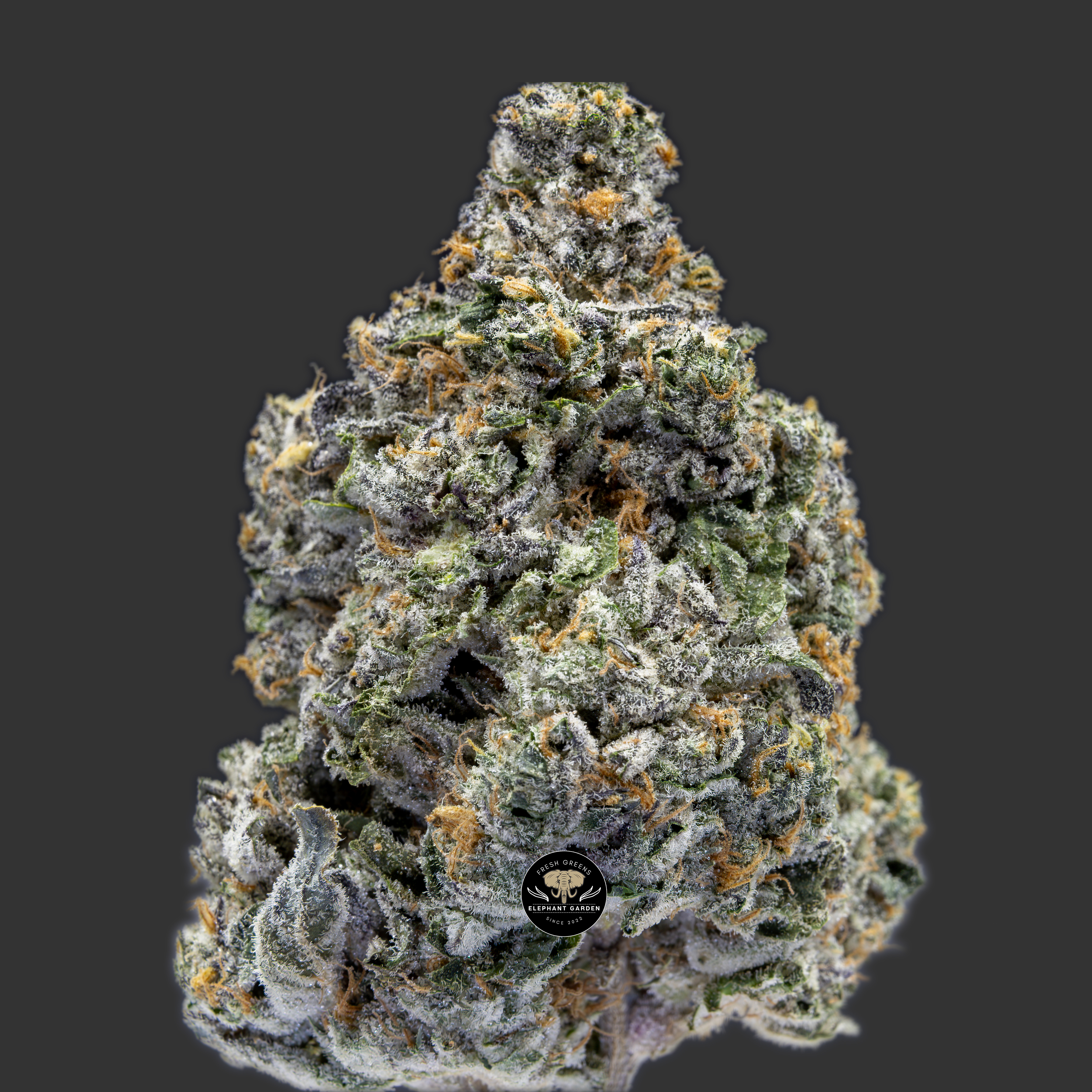 Buy Frosted Gelato at Elephant Garden Co Weed Dispensary Close 10_10_2023