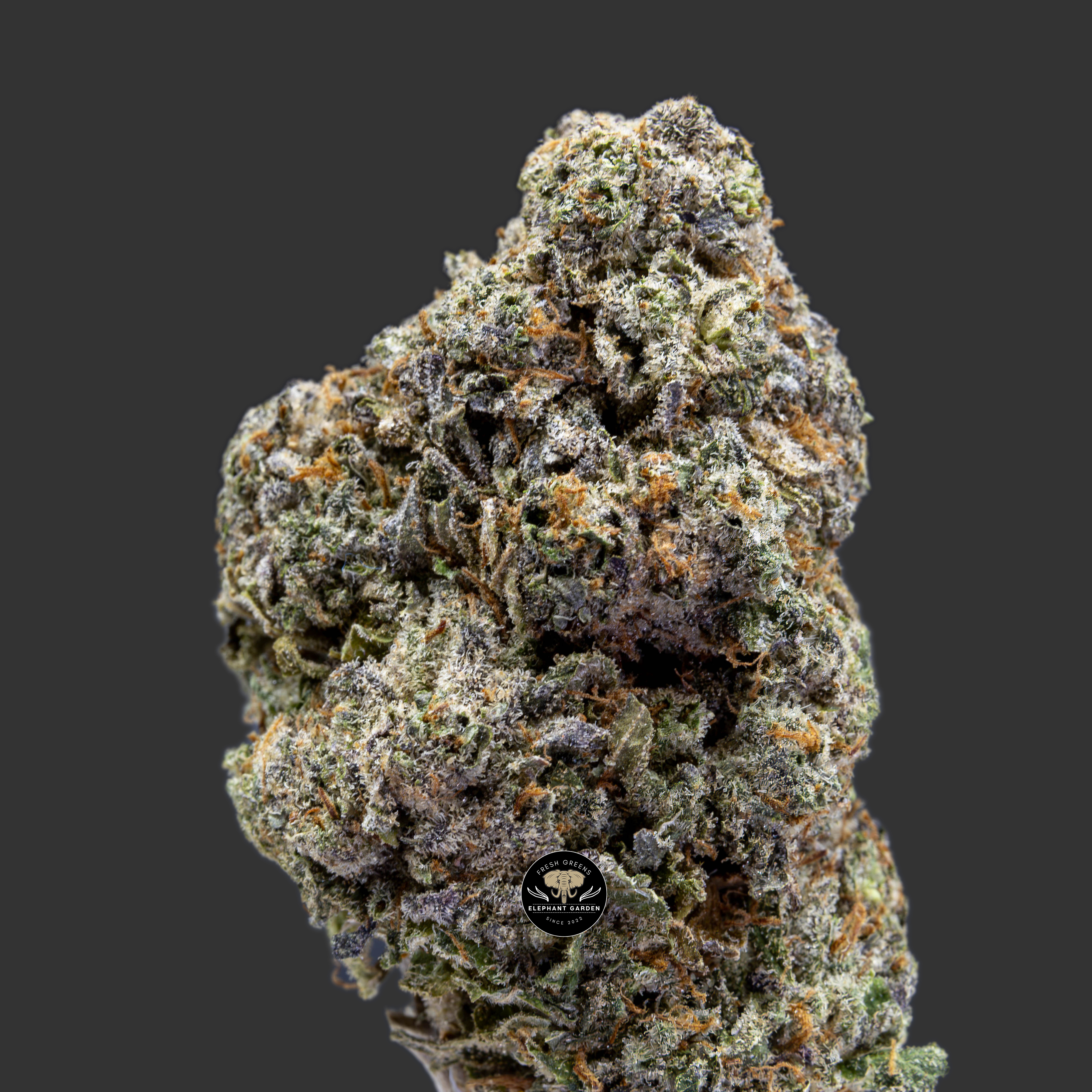 Buy Space Queen at Elephant Garden Co Weed Dispensary Close 10_12_2023