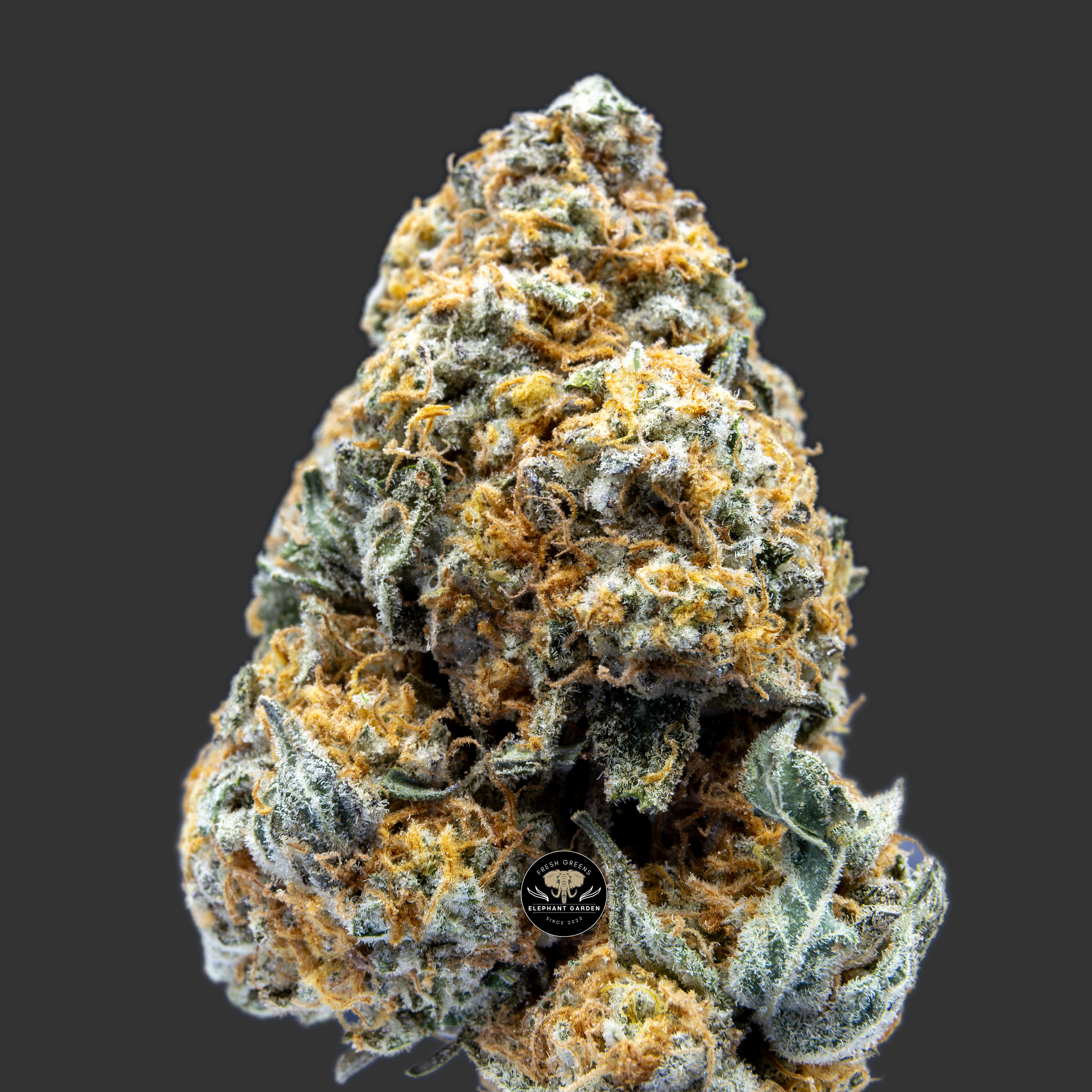 Buy White Dawg at Elephant Garden Co Weed Dispensary Close 10_10_2023