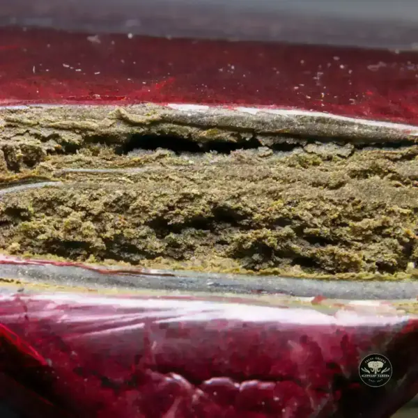 Buy Kabul at Elephant Garden Co Weed Dispensary Burn 11 13 24