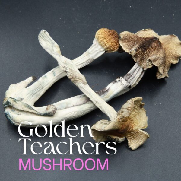 Golden Teachers magic mushroom from Elephant garden co.