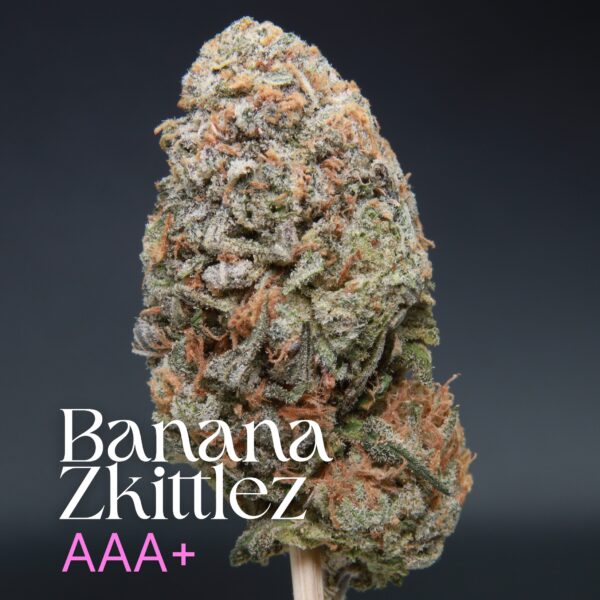 Banana Zkittlez from Elephant Garden single bud