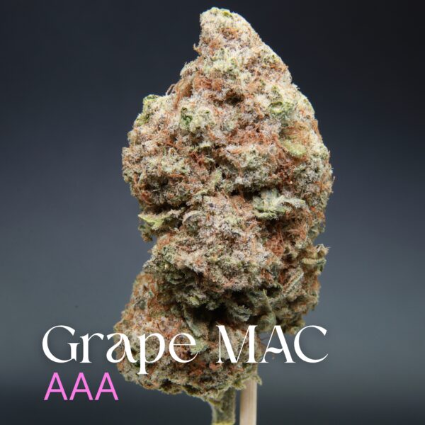 Single bud of Grape MAC from Elephant Garden