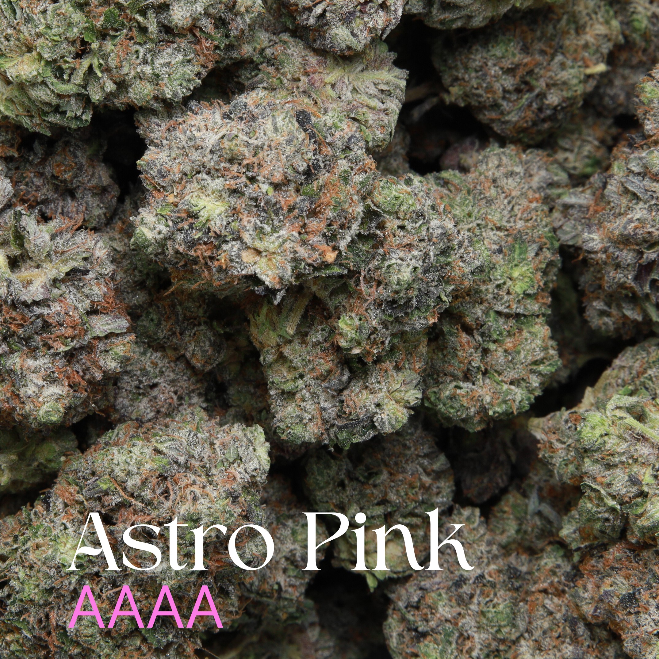 Astro Pink from Elephant Garden Multiple buds Feb 2026