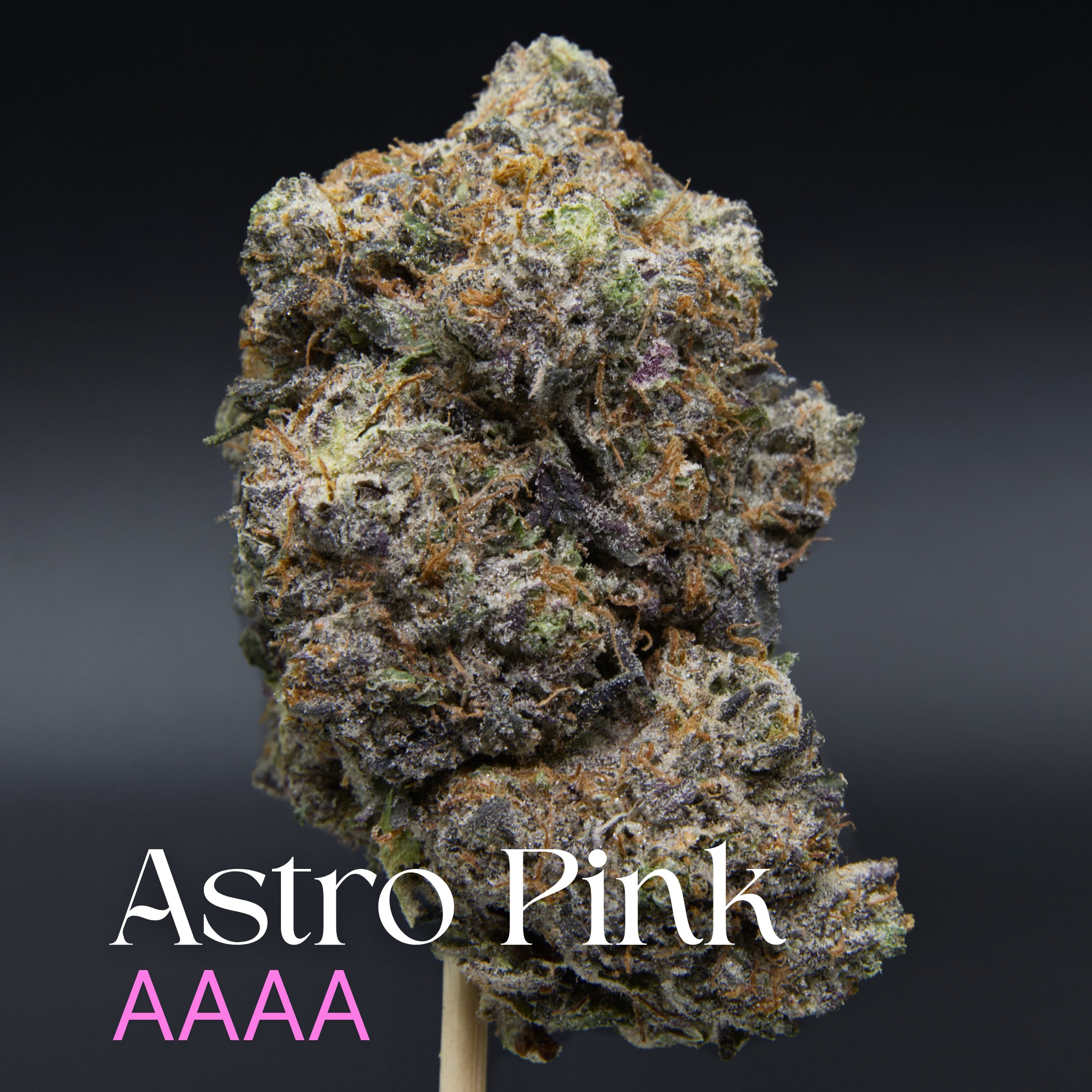 Astro Pink from Elephant Garden single bud Feb 2026