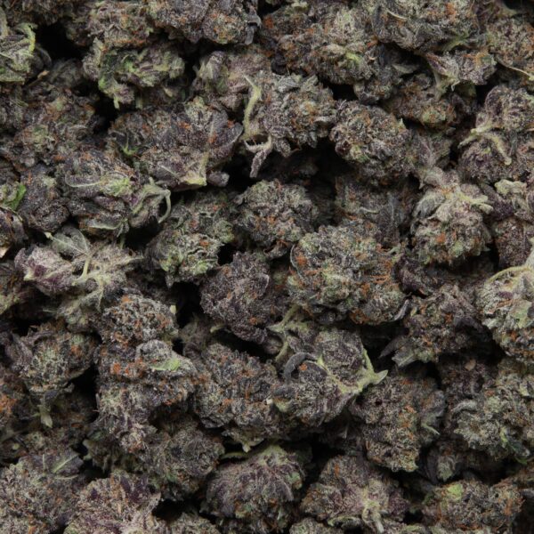 Cali Octane Smalls from Elephant Garden multiple bud Feb 2026