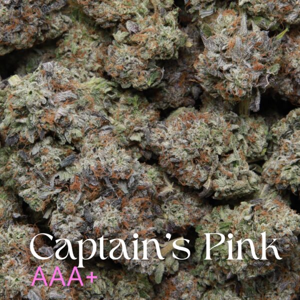 Captain’s Pink from Elephant Garden multiple buds Feb 2026