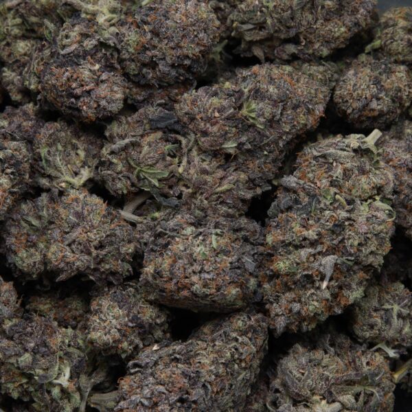 Comatose from Elephant Garden multiple bud Feb 2026