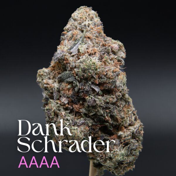 Dank Schrader from Elephant Garden single bud Feb 2026