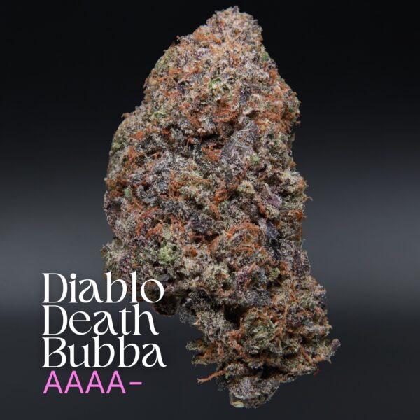 Diablo Death Bubba from Elephant Garden single bud Feb 2026